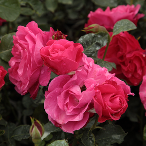 Roz, roz somon - trandafir pentru straturi Floribunda